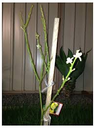 The fruit on a orange or lemon tree really doesn't become mature until the tree is several years old. Eureka Lemon Tree No Leaves
