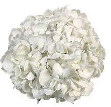 Looking for fresh white hydrangea flower? White Hydrangea Jumbo Hydrangea Flower Bulk Flowers Wedding Flowers Hydrangea Flower Wholesale Flowers Flowers For Sale