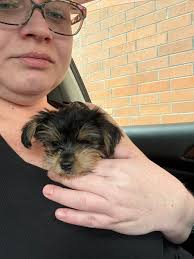 Potty training tips for teacup yorkie?