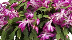 Learn the differences between thanksgiving and christmas cactus and how to get them to bloom. Christmas Cactus Care