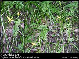 Image result for Hypoxidaceae