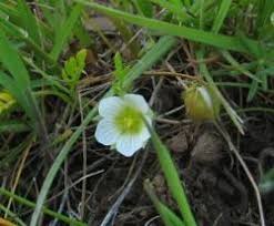 Image result for Limosella grandiflora