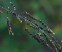 Image result for Desmodium tortuosum