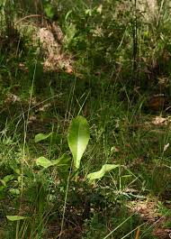Image result for Inula glomerata