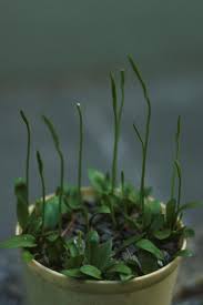 Image result for Ophioglossum costatum