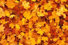 Find & download free graphic resources for fall season background. Autumn Leaves Foliage Free Photo On Pixabay