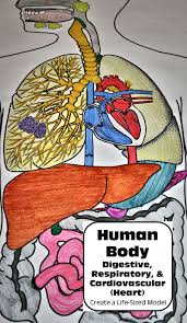 Human Body Systems Life Sized Digestive Respiratory Circulatory Heart Includes The Following Parts Of The D Human Body Systems Body Systems Human Body