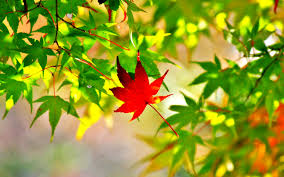 Filosofi Hidup Pohon Maple Sang Daun Multi Warna Yang Harmonis Dengan Alam Rohmatchemistry S Blog