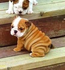 Free for commercial use no attribution required high quality images. Chubby Puppies