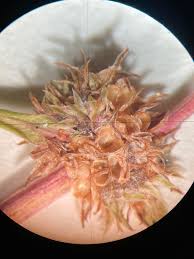 Image result for Spermacoce ocymoides