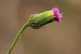 Image result for Crassocephalum rubens