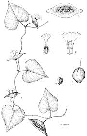 Image result for Ixora kalehensis