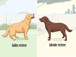 What does a golden retriever look like. 4 Ways To Identify A Golden Retriever Wikihow