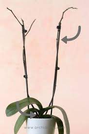 After cutting the stem, place a cotton swab with cinnamon powder on the open leaf cut. 12 Pruning Orchids Ideas Orchids Growing Orchids Orchid Care