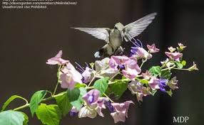 Image result for Karomia tettensis