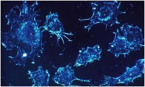 香港幹細胞有限公司– HKSC