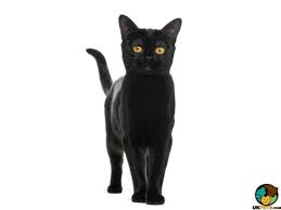 Where to buy bombay kittens? Bombay Cat Breed Ukpets