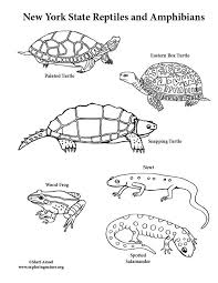 Snapping Turtle Coloring Page Youngandtae Com Turtle Coloring Pages Snapping Turtle Coloring Pages