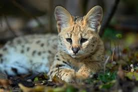 The serval cat is a wild cat that has been gaining in popularity among exotic pet owners. 1 598 Serval Cat Photos Free Royalty Free Stock Photos From Dreamstime