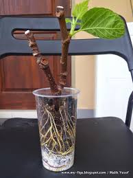 Cara mencangkok tanaman, suatu percobaan yang pasti pernah kita lakukan pada saat kita mengenyam pendidikan di sekolah dasar. Cara Mudah Membuat Semaian Keratan Batang Segar Dari Pokok Induk Sendiri Tin Oh Tin