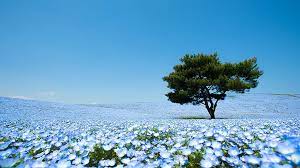 In japan, flowers are a traditional gift for both men and women. 4 5 Million Baby Blue Eyes In Hitachi Seaside Park In Japan Bored Panda