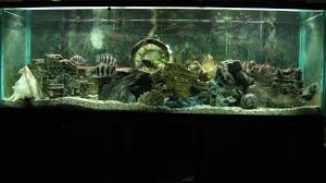 My Favorite Cichlid Setup Http Www Cichlids Com Uploads Tx Usercichlids User Pics 2547 02 Whole 150 Jpg Cute Animals Underwater Life Aquascape