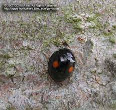 In my case my dog brought them in and i am doing my best to clean. Beneficial Insects In The Garden 16 Twice Stabbed Lady Beetle