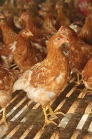 We did not find results for: Info Ternak Pakan Ayam Ras Petelur Masa Awal Layer Stater Sni 8290 2 2016 Umur 5 S D 10 Minggu