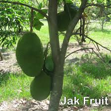 A Young Jack Fruit Tree With Multiple Fruits The Largest One Currently Weighing About 25 Pounds The Largest Treebo Dubai Garden Palm Beach Gardens Tree Sale
