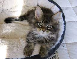 Pin On Maine Coon Cats