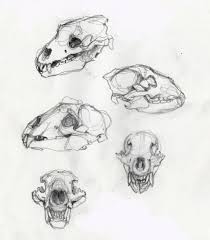 Dog Skull Dog Skull Canine Skull Character Art