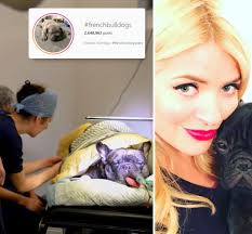 French Bulldogs being left in agony by Insta-obsessed owners as celebs such  as Holly Willoughby fuel overbreeding rush |