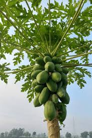 Image result for Carica