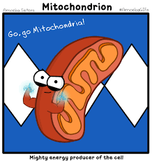 Mitochondria is the powerhouse of the cell gif. The Mitochondria Is The Powerhouse Of The Cell Because