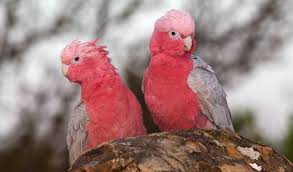 You might be surprised to discover how some of the birds you see in your garden and yard are related. The Aussie Backyard Bird Count Starts Today Australian Geographic