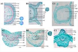 Image result for Spermacoce princeae
