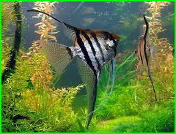 Cukup aquarium dan pelet makanan ikan saja, maka ikan hias air tawar satu ini bisa bertahan ikan komet masuk dalam daftar jenis ikan hias terindah air tawar yang cukup banyak digemari. 7 Ikan Hias Yang Bisa Besar Di Aquarium Daftarhewan Com