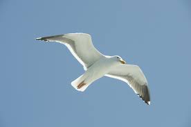 Abrams drove in another run with an rbi single. Free Photo Seagull Flying Animal Bird Flying Free Download Jooinn