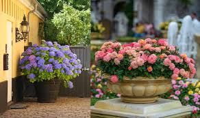 We did not find results for: 12 Beautiful Shrubs To Grow In Pots