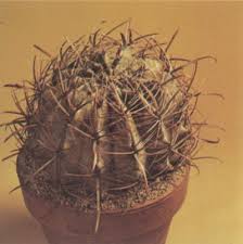 In desert environments where many cacti are found, heat is another major problem. Potting Cactus Plants Howstuffworks