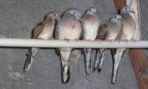 Cara Mudah Ternak Burung Perkutut Agar Cepat Bertelur