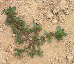 It can look spectacular and remain in memory. Nc Weeds