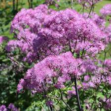 When fully mature quite stunning. Stauden Stade Versand Shop Thalictrum Aquilegifolium Black Stockings Akeleiblattrige Wiesenraute Hier Bestellen