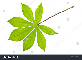 Image result for Manihot esculenta