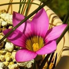 Image result for Romulea camerooniana