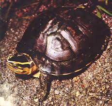 Pin Di Cuora Amboinensis