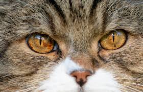 It is used to make a wide array of personal care and hygiene products for people, from toothpaste to mouthwash. Brown Spots Iris Melanosis In Cat S Eye Cat World