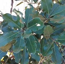 Image result for Euclea