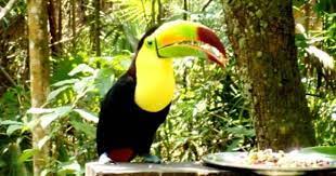 Top Tourist Attractions In Belize Tourist Attraction Belize Beautiful Vacation Spots