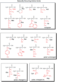 20 amino acids chart bedowntowndaytona com